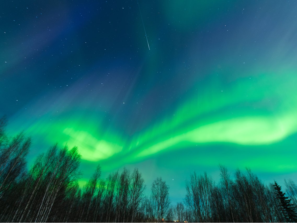 Grønt nordlys over en mørk skov